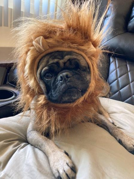/images/uploads/pug nation rescue of los angeles/pugnation2021/entries/15354thumb.jpg